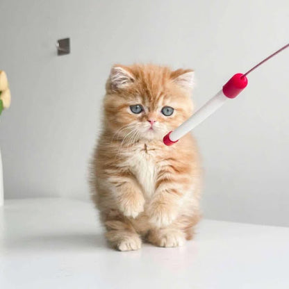 Munchkin