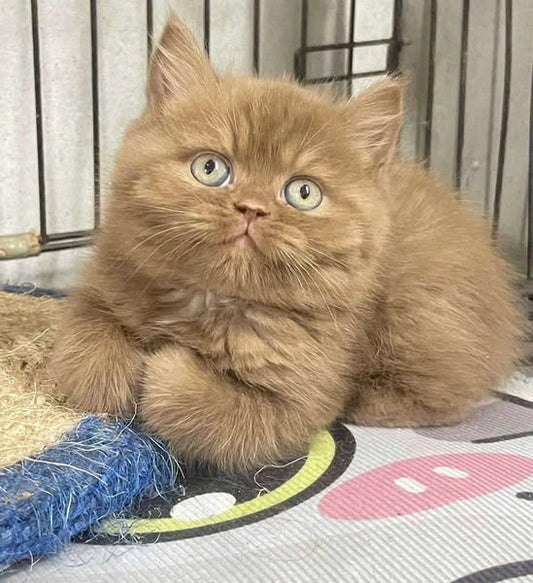 British Shorthair