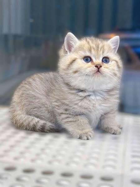 British Shorthair