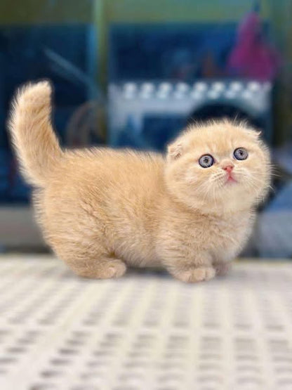 Munchkin