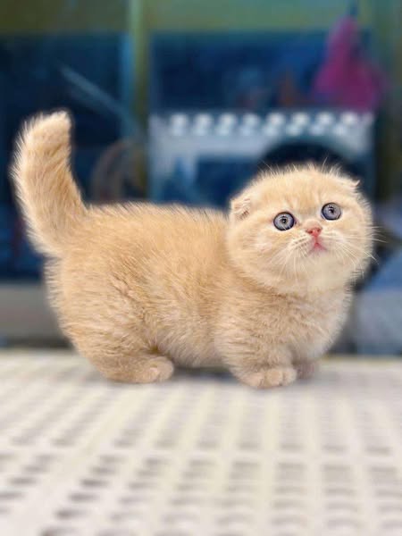 Munchkin