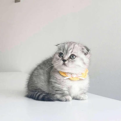 Munchkin Fold