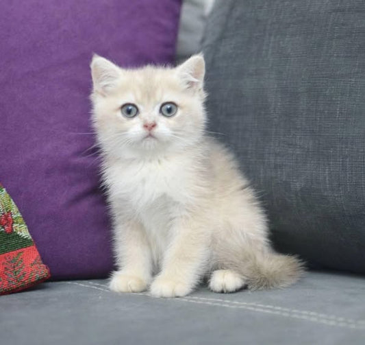British Shorthair