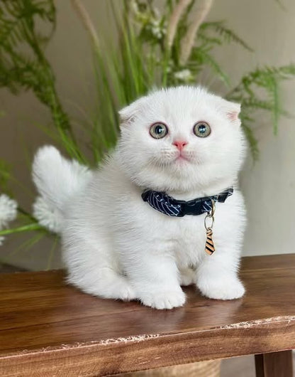Munchkin Fold