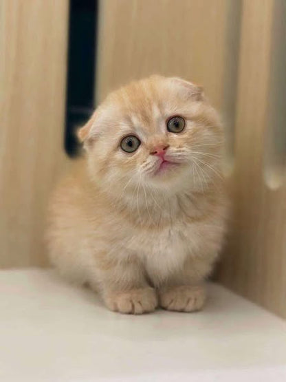 Munchkin Fold