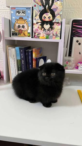 Munchkin Fold