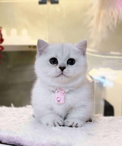 Munchkin