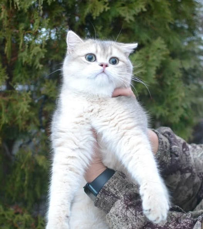 British Shorthair