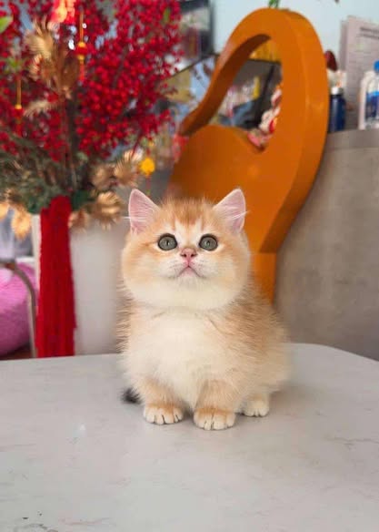 Munchkin