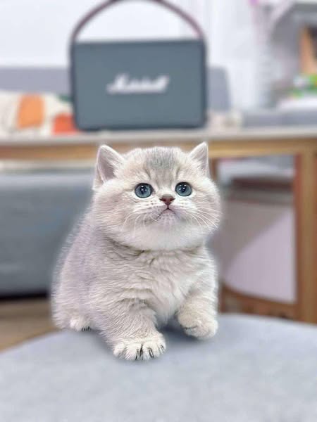 Munchkin