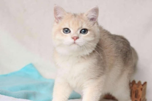 British Shorthair