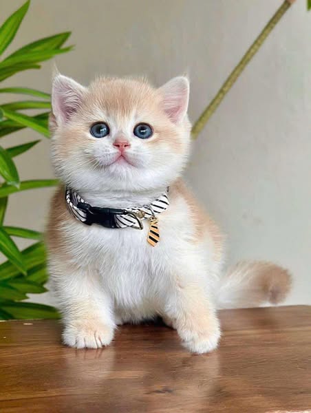 British Shorthair