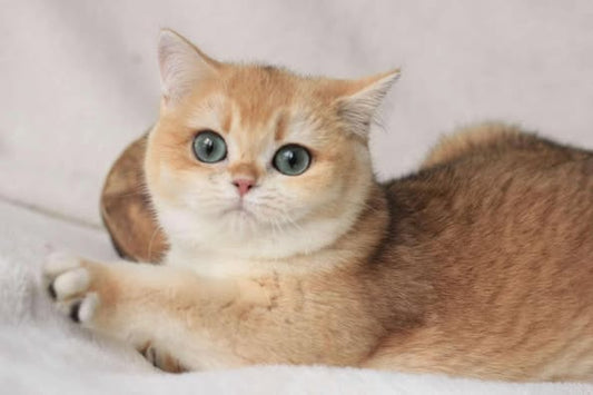 British Shorthair