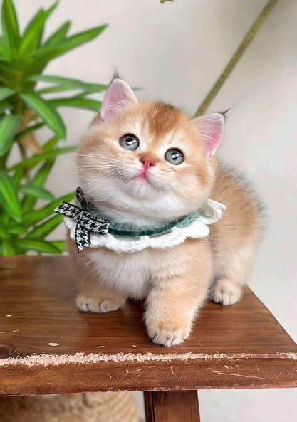 Munchkin