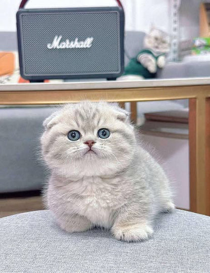 Munchkin Fold