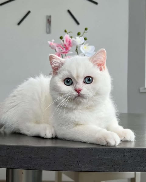 British Shorthair