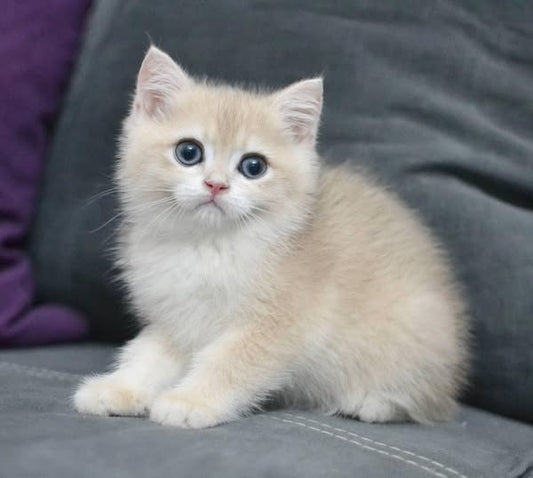 British Shorthair