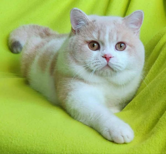 British Shorthair