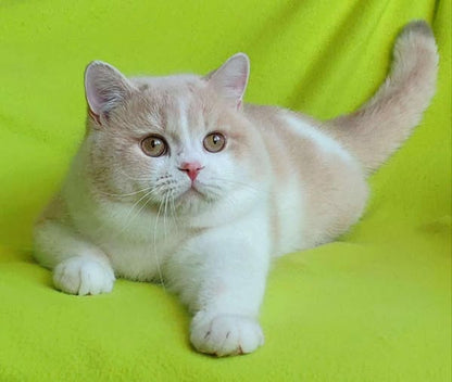 British Shorthair