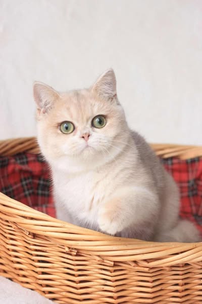 British Shorthair