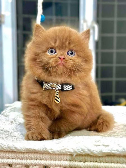 British Longhair