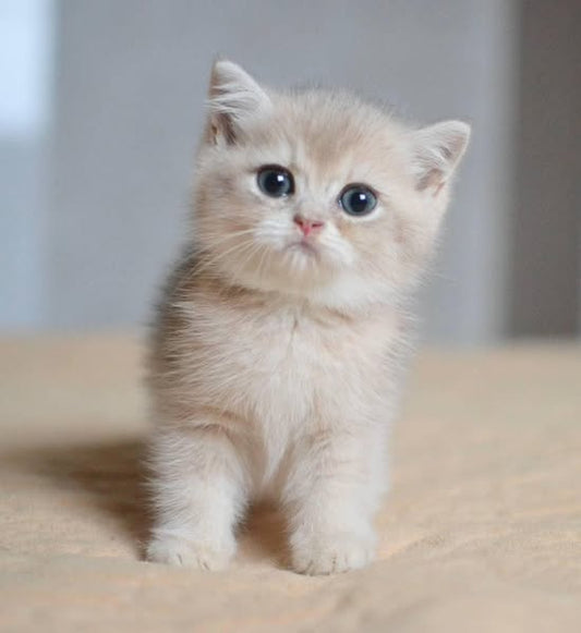 British Shorthair