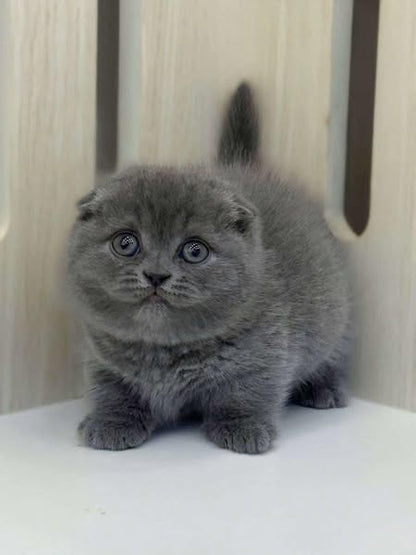 Munchkin Fold