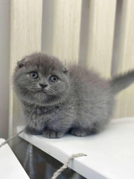 Munchkin Fold