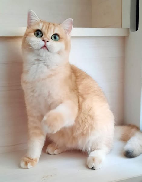 British Shorthair