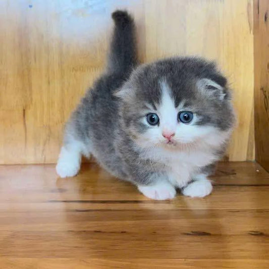 Munchkin Fold Longhair