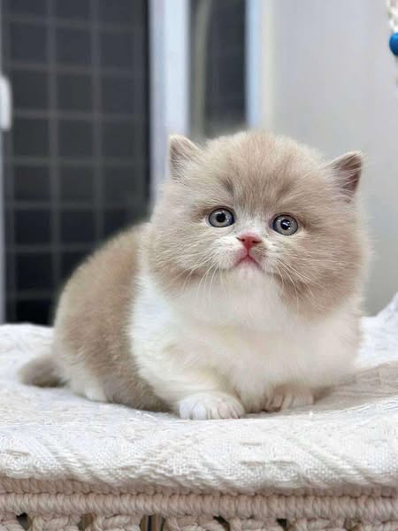 Munchkin Longhair