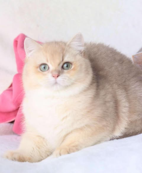 British Shorthair