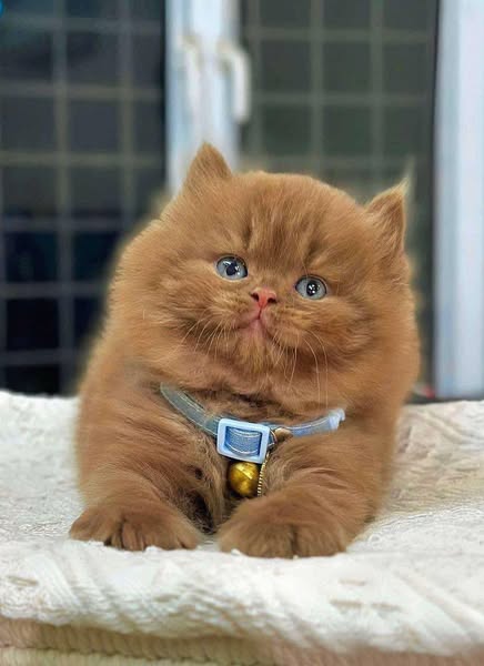British Longhair