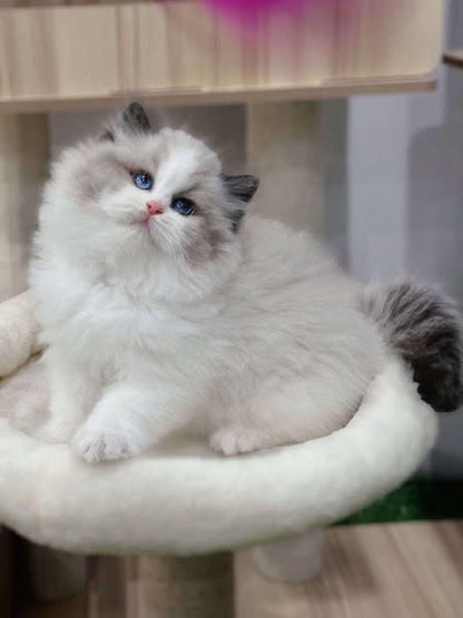 Ragdoll