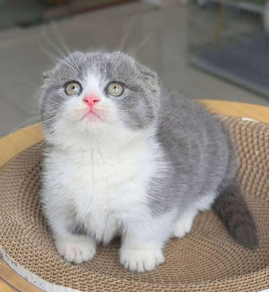 Munchkin Fold