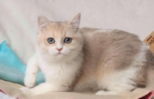 British Shorthair
