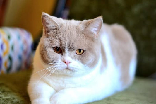 British Shorthair