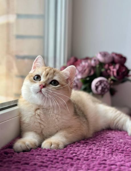 British Shorthair