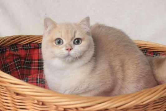 British Shorthair