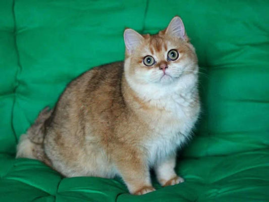 British Shorthair