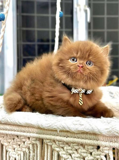 British Longhair