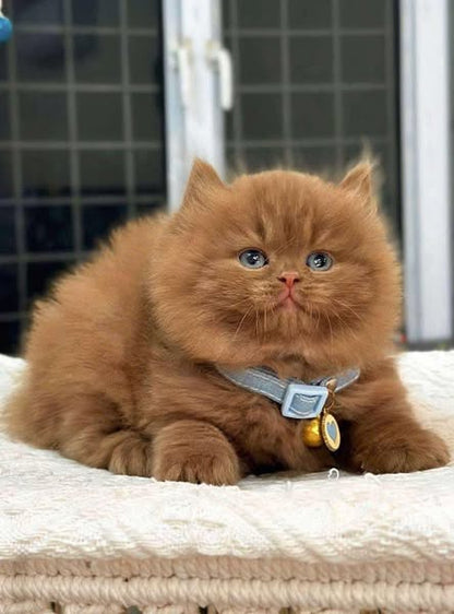 British Longhair