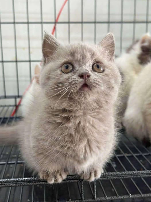 Munchkin