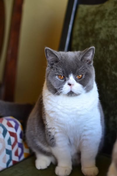 British Shorthair