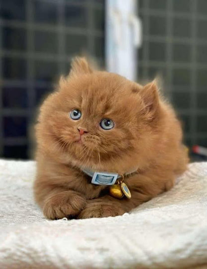 British Longhair