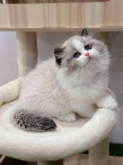 Ragdoll