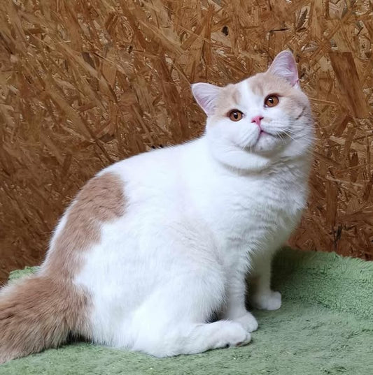 British Shorthair