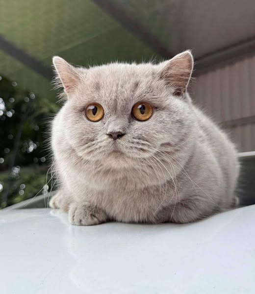 British Shorthair