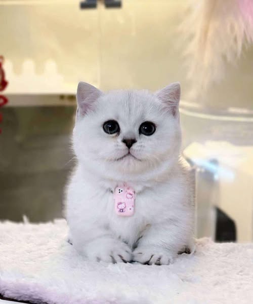 Munchkin