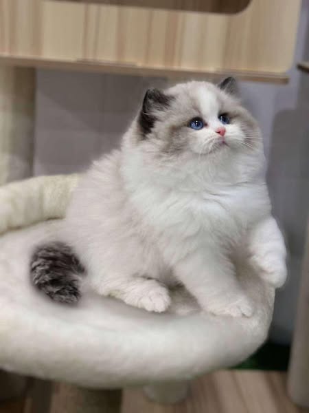 Ragdoll
